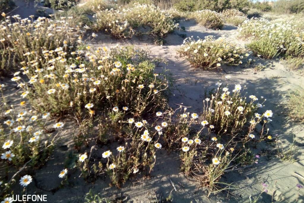 Casa Nel Parco Sulla Spiaggia بيزا المظهر الخارجي الصورة